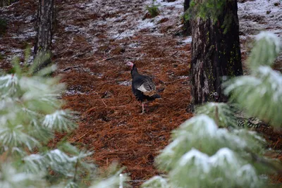 DSC_0816 (Large).JPG